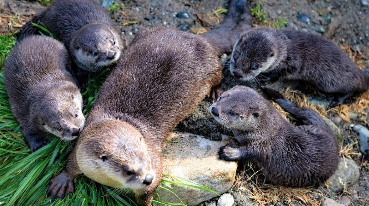 Cute-baby-animals-otter-pups-woodland-park-zoo