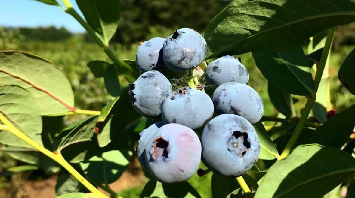Henna-blueberry-farm-best-berry-picking-farms-seattle-bellevue-tacoma