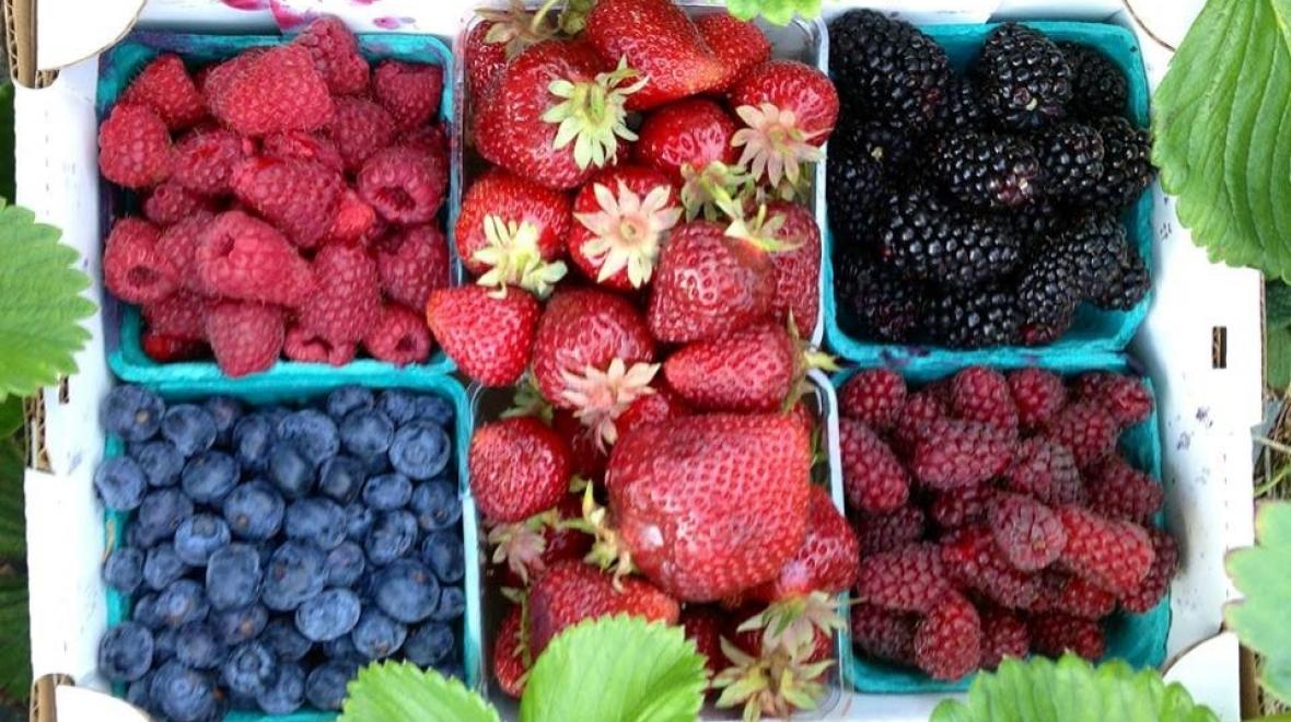 U-pick-berries-best-farms-Duris-Farm-strawberries-raspberries-blueberries