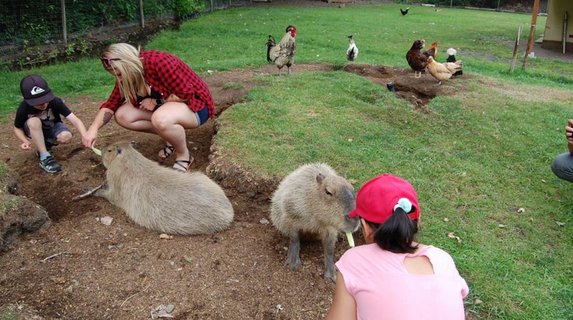 Capybaras-kangaroo-creek-farm-kelowna-bc-best-family-adventures-along-highway-97