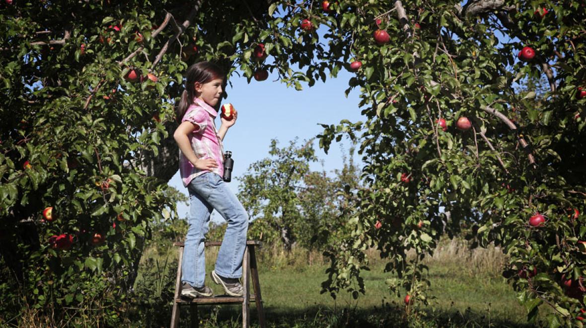 picking-apples-wenatchee-best-towns-eastern-washington-family-adventures-highway-97