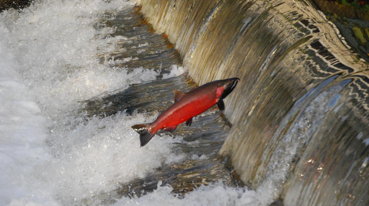 Best-places-see-salmon-spawning-issquah-salmon-hatchery-seattle-eastside-kids-families