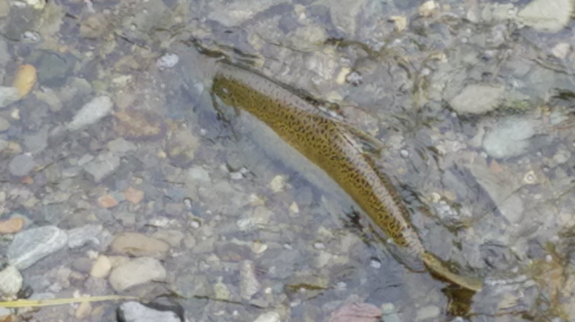 salmon-bothell-north-creek-spot-spawning-salmon-kids-families