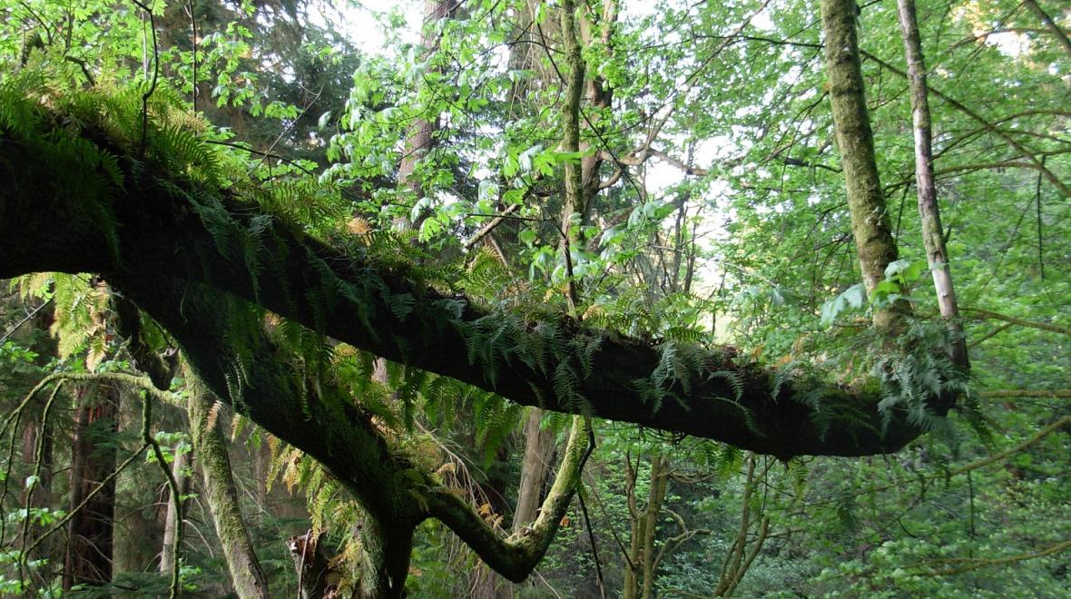 big-leaf-maple-schmitz-park-nature-treasure-hunt-trees