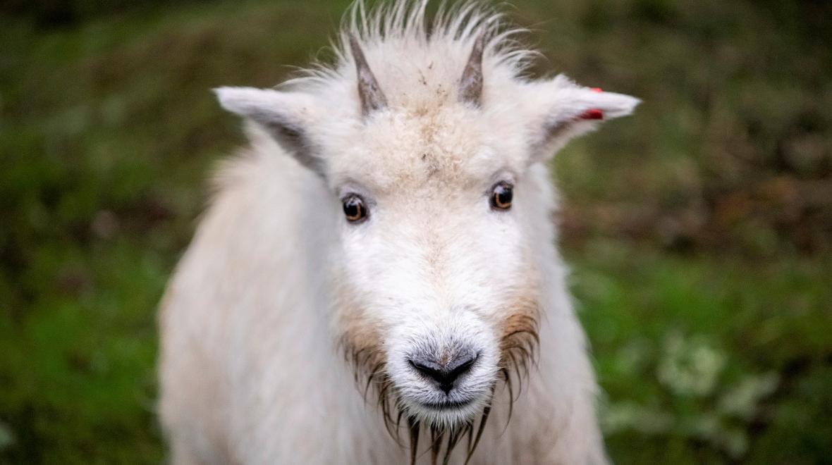 Ellinor-the-mountain-goat-at-Northwest-Trek-Wildlife-Park