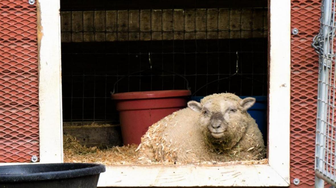 sheep laying in a stall