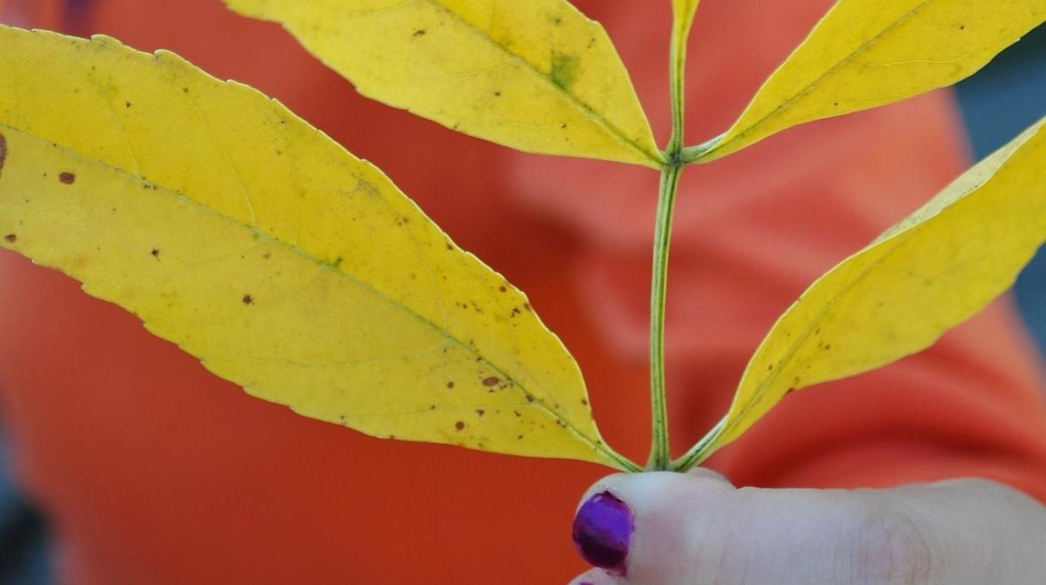 Girl-holding-yellow-leaf-nature-treasure-hunt-backyard-park-around-the-block
