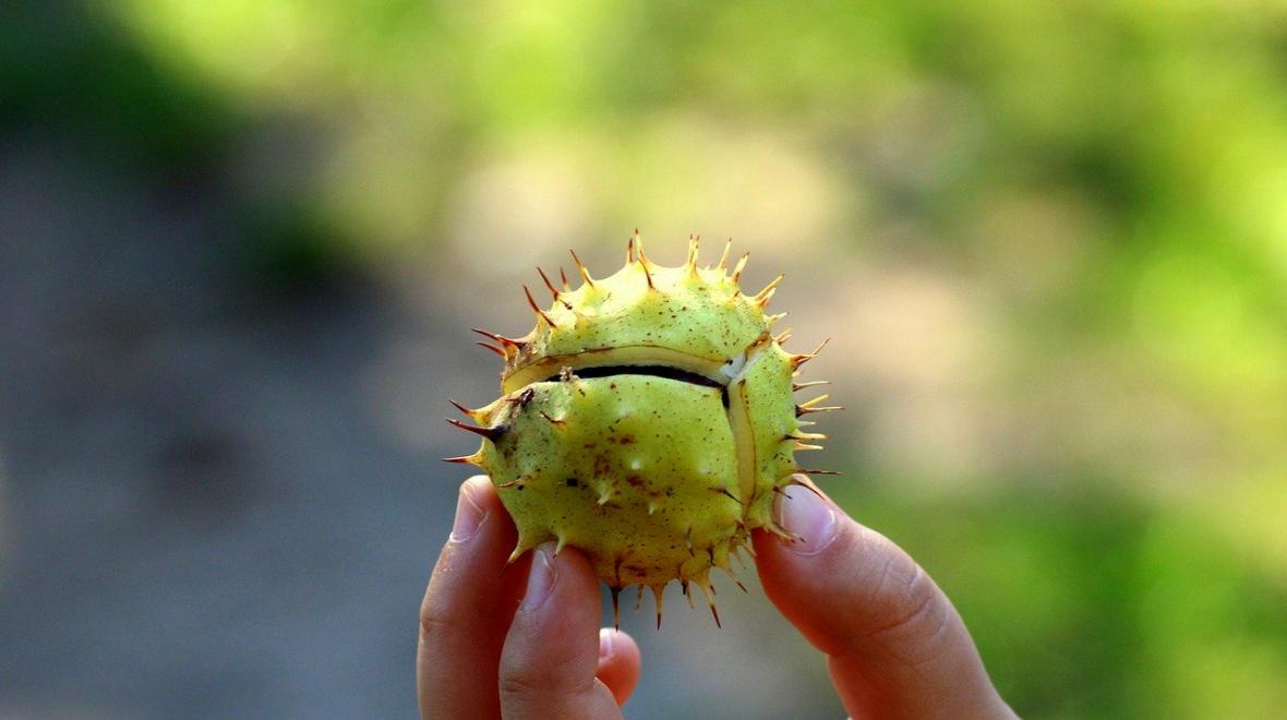 Horse-chestnut-green-nature-treasure-hunt-what-to-find