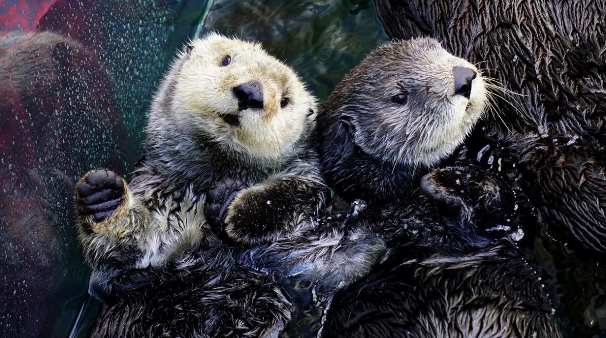 Kit and Ivy sea otters at Monterey Bay Aquarium watch the otter cam