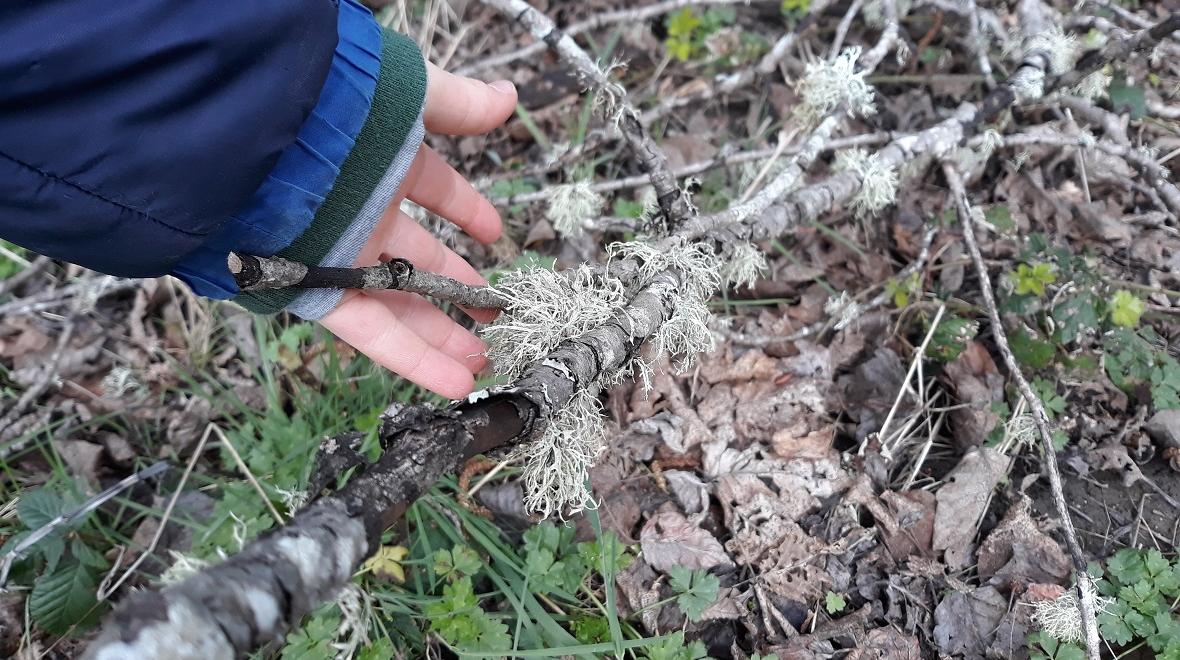 lichen-on-tree-branch-nature-treasure-hunt-list-park-or-backyard-around-the-block