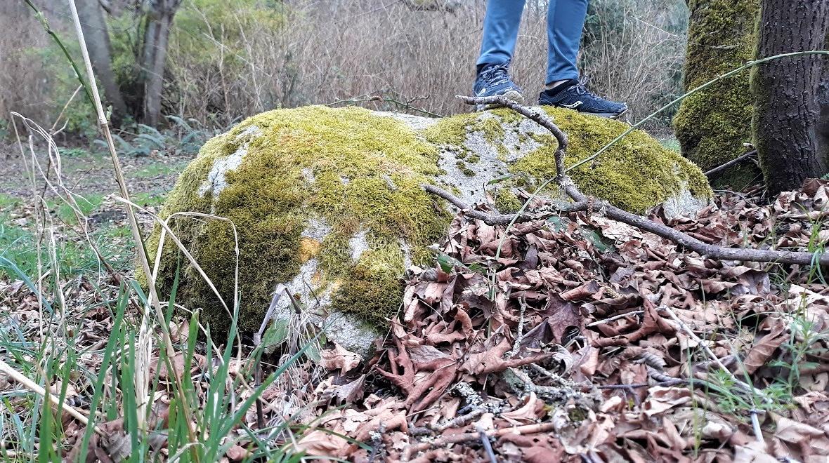 Moss-on-rock-pacific-northwest-nature-treasure-hunt-list
