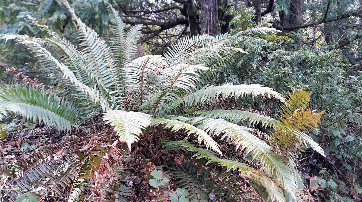 Sword-fern-nature-treasure-hunt-what-to-search-for-park-around-the-block