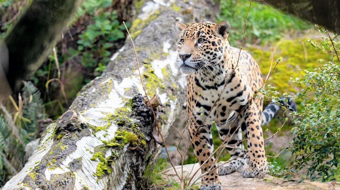 Fitz-new-jaguar-woodland-park-zoo-fun-animals-see