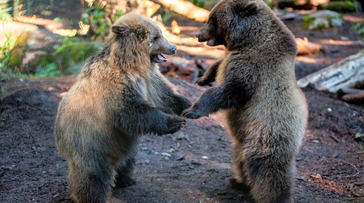 Bear-brothers-Huckleberry-Hawthorne-Northwest-Trek-Wildlife-Park-Eatonville-Seattle