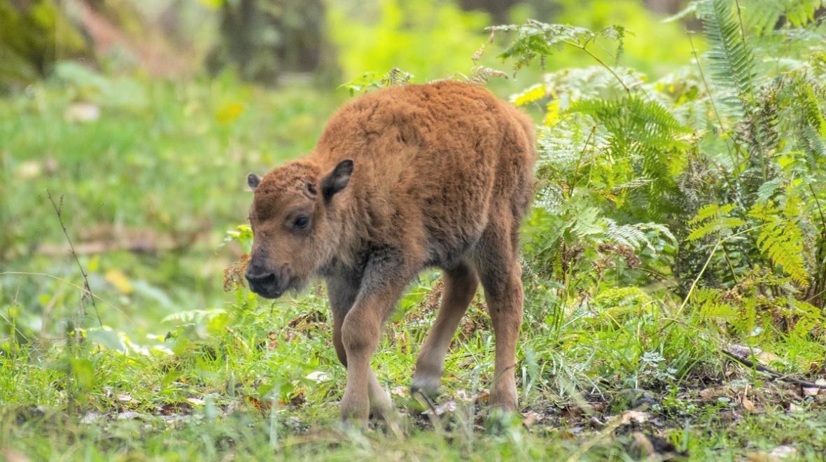 bison-calf-northwest-trek-seattle-area-cute-animals