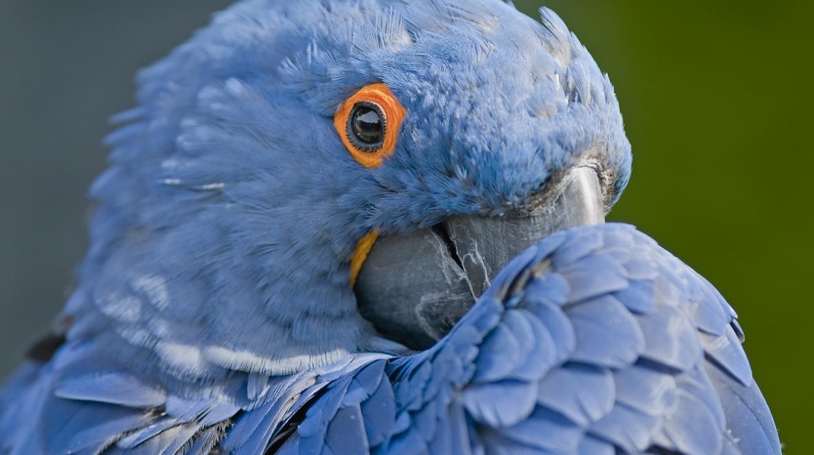 blue-macaw-cougar-mountain-zoo