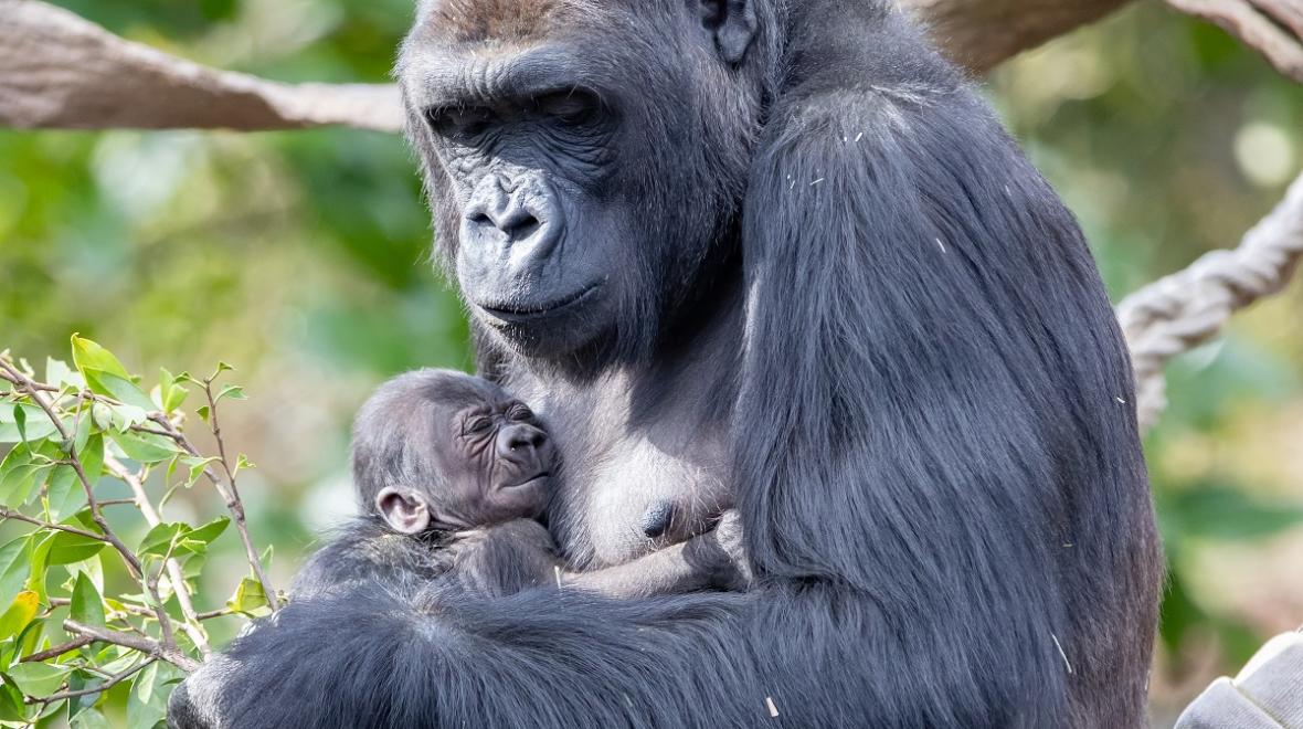 Uzumma-gorilla-baby-at-Woodland-Park-Zoo-Seattle