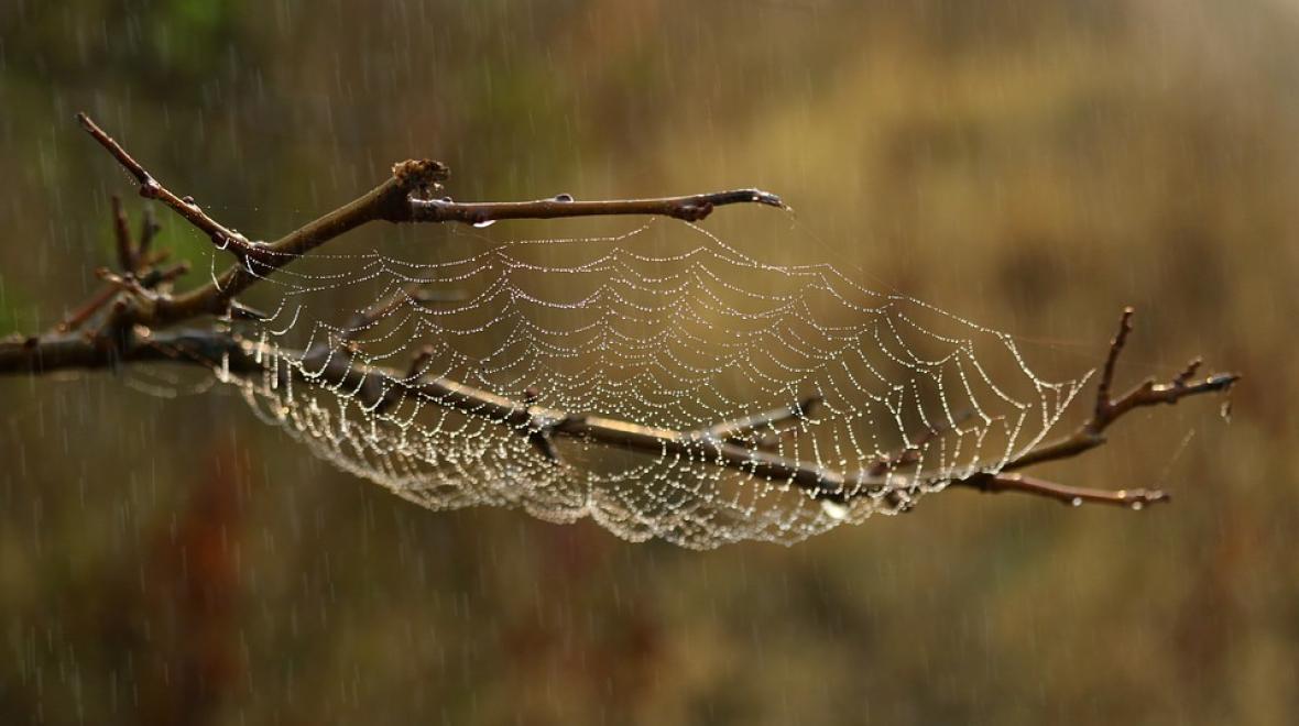 spider web with raindrops dewdrops 