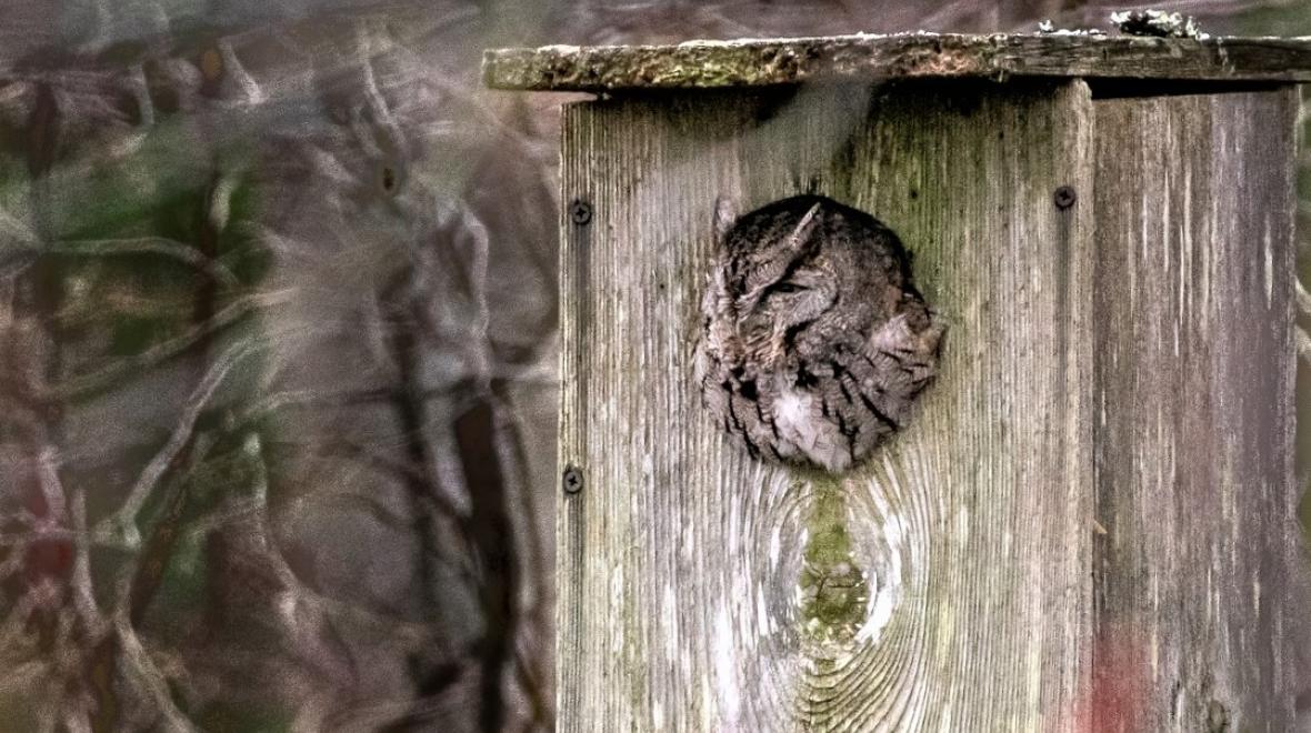 screech owl in a nesting box