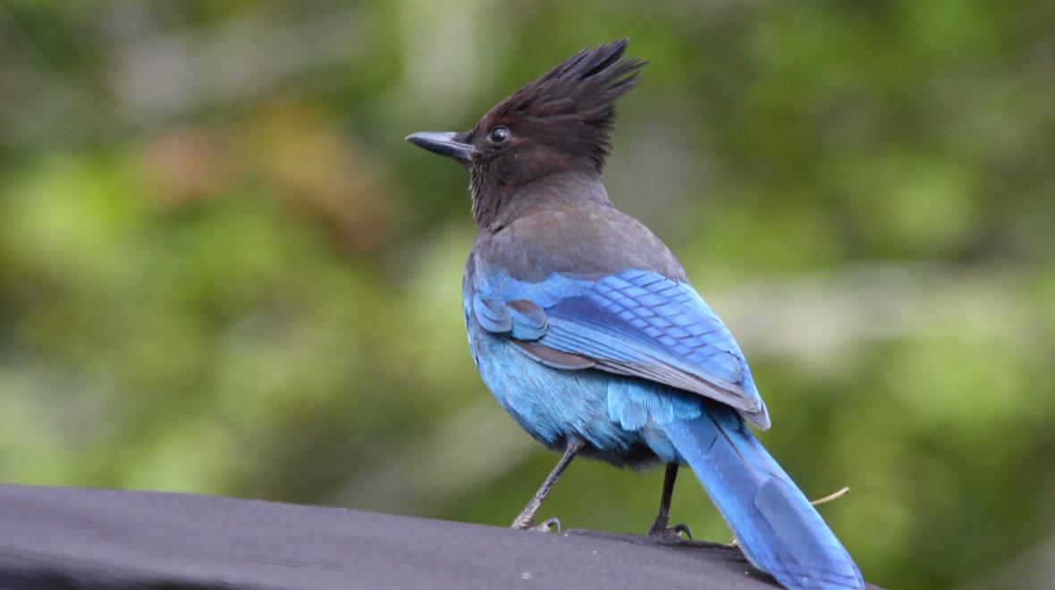 stellars-jay-bird-family-bird-watching-from-home-in-city-with-kids