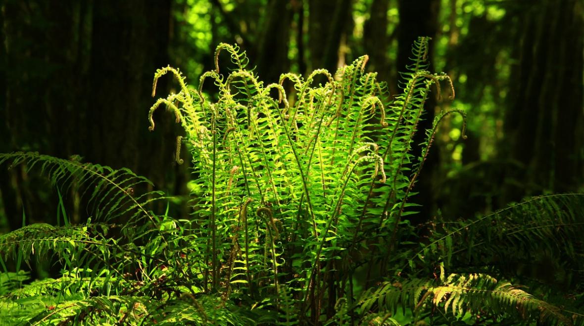 sword fern pacific northwest seattle area hikes for toddlers and preschoolers families