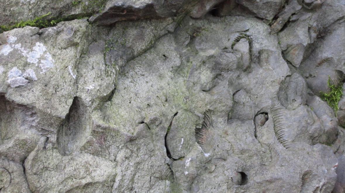 Upper Leschi Park Erratic fossils