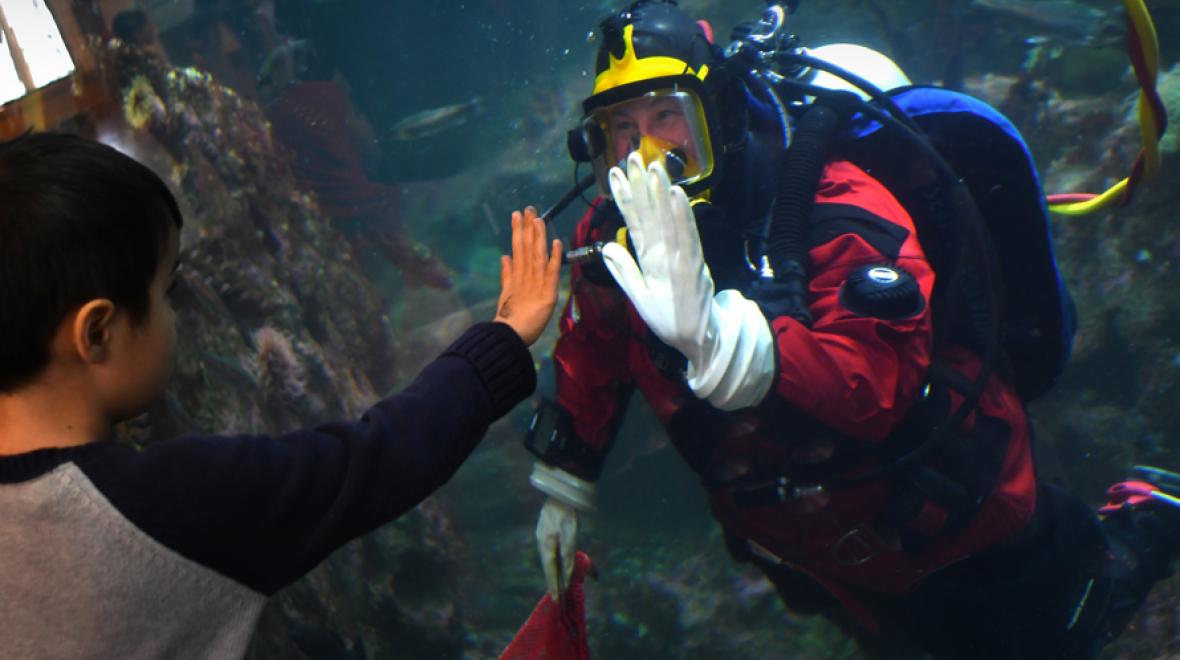 aquarium dive show with a diver holding his hand up to the glass for a kid along the Seattle Waterfront