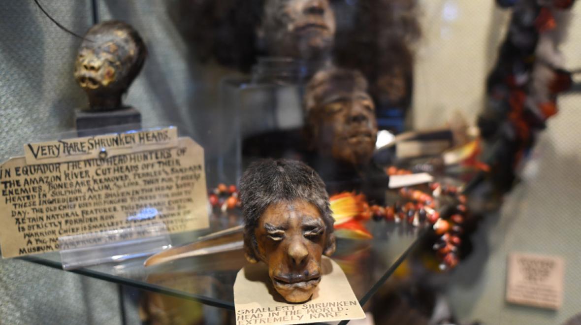 Ye Olde Curiosity Shop shrunken head display is a favorite when visiting the seattel waterfront
