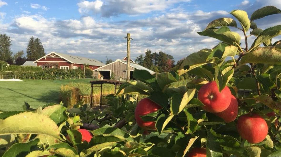 apple picking at swans trail farms