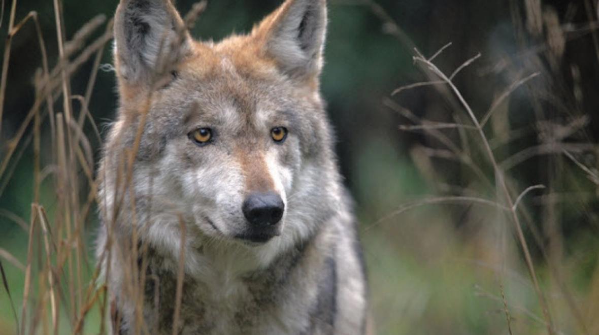 wolf at wolf haven international