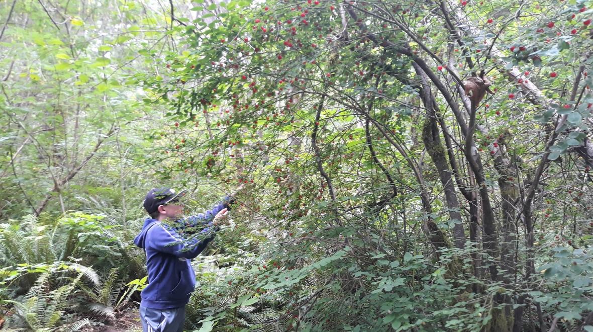 Boy picking huckleberries at Paradise Valley Conservation Area while on an easy hike near Seattle