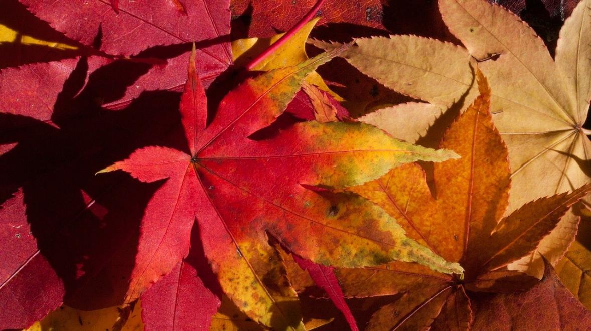 Colorful red and gold fall leaves on the ground press leaves for a fall nature craft with kids