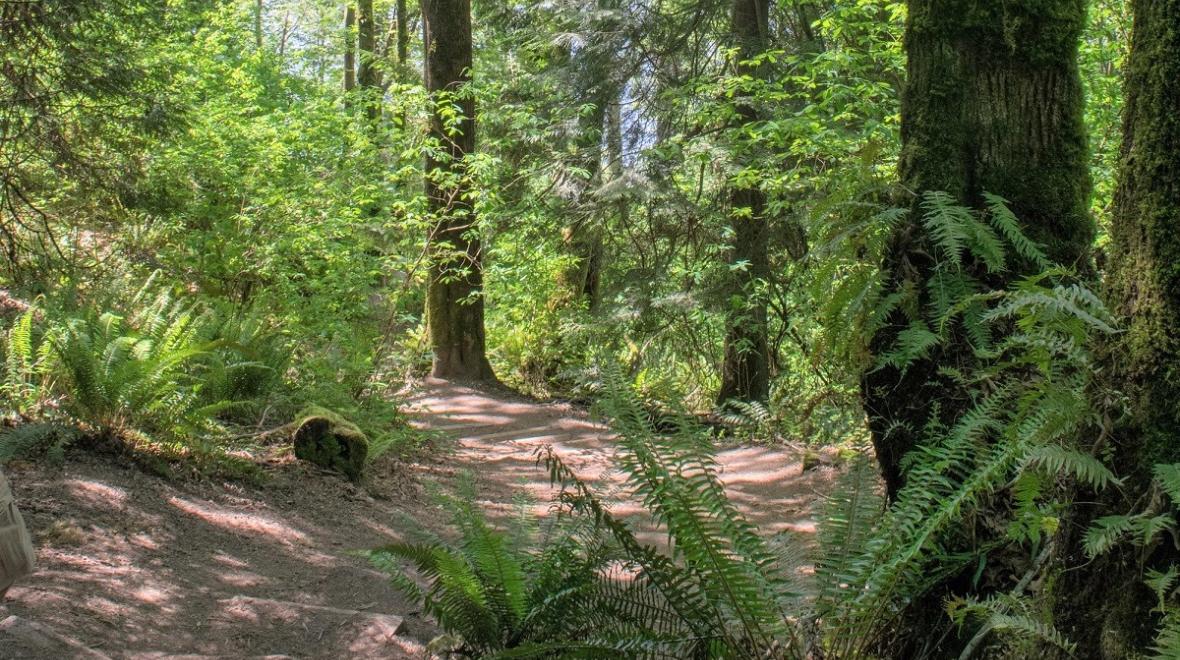 Best places to walk in Seattle and on the Eastside include the trails of Saint Edward State Park in Kenmoreees from hiking trail at Saint Edward State Park in Kenmore Washington near Seattle