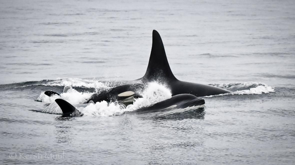 a pair of orcas porpoising together