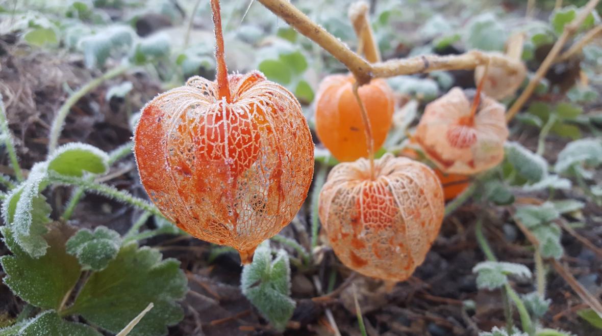 Spot Chinese lantern plants (Physalis alkekengi) at Lakewold Garden during fall