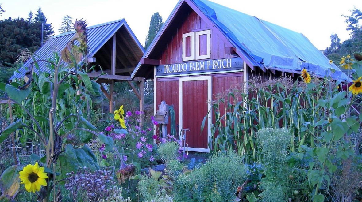 picardo farm shed first p-patch in seattle best gardens for kids and families