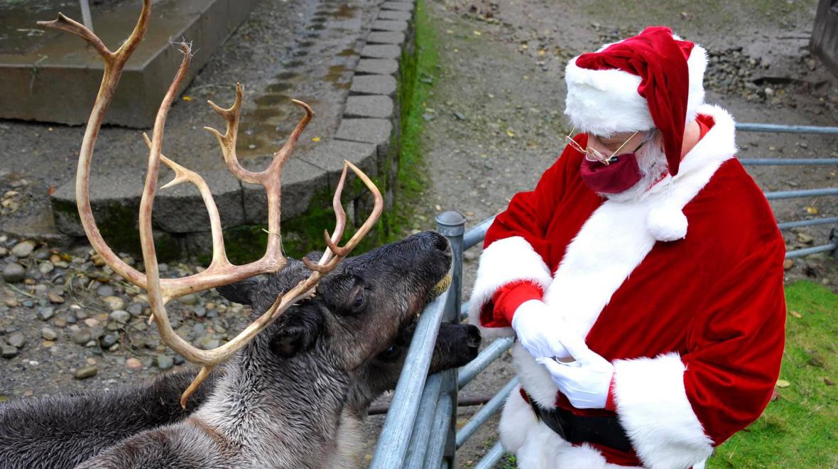 Santa feeds the reindeer at Cougar Mountain Zoo's annual Issaquah Reindeer Festival 