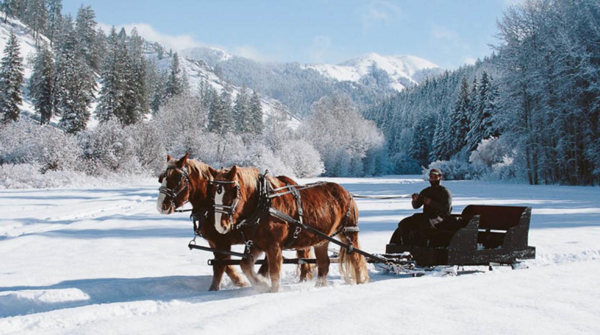 horse sleigh in the snow at eagle creek