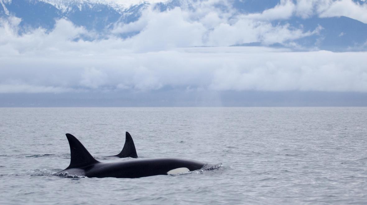 Two orca whales swimming through the Straight of Juan de Fuca, between Vancouver Island and the Olympic Peninsula