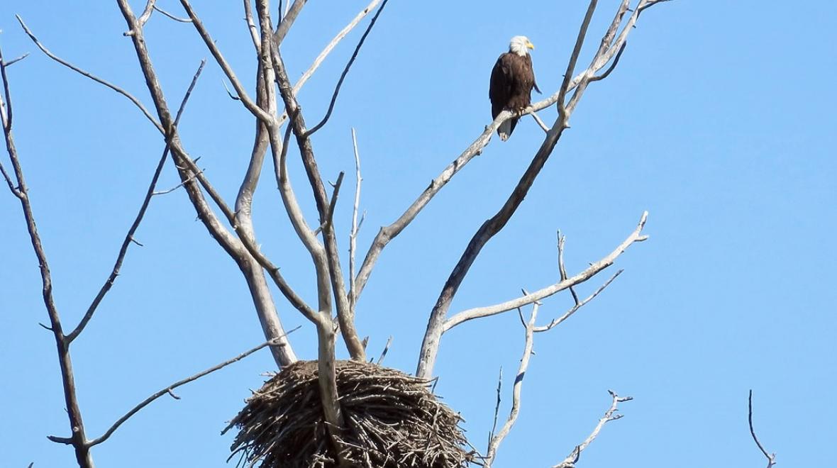 Bald eagle and nest Skagit Valley Washington
