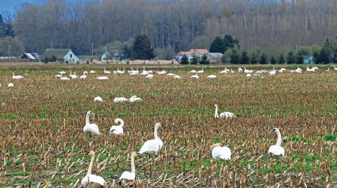 trumpeter swans in the skagit valley birding spots for seattle-area families with kids
