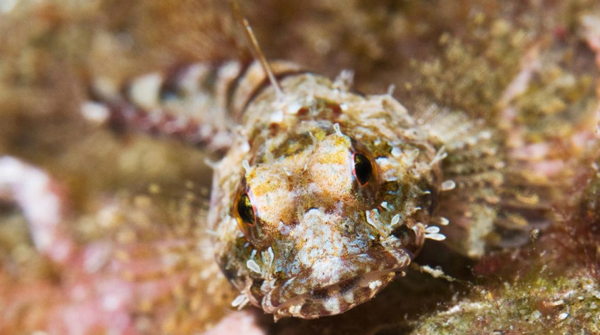 Low Tide Beach Scavenger Hunt for Seattle-Area Families | ParentMap