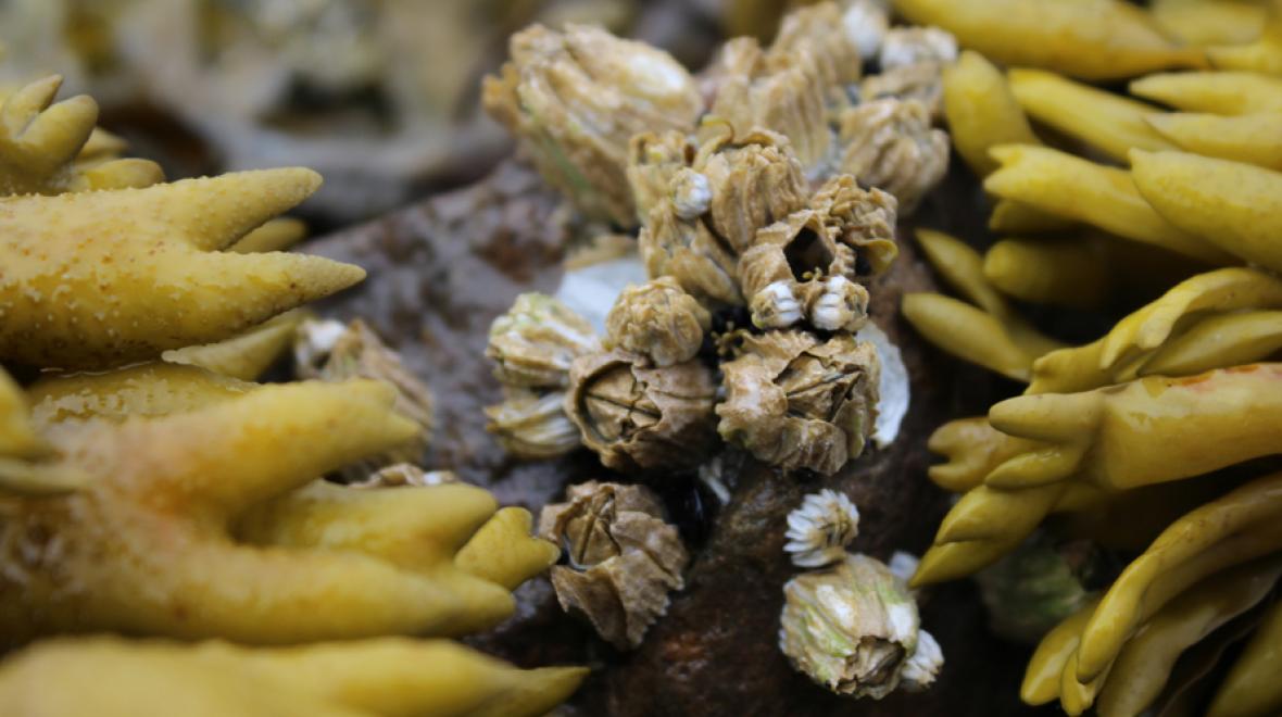 closeup of barnacles on a rock next to rockweed