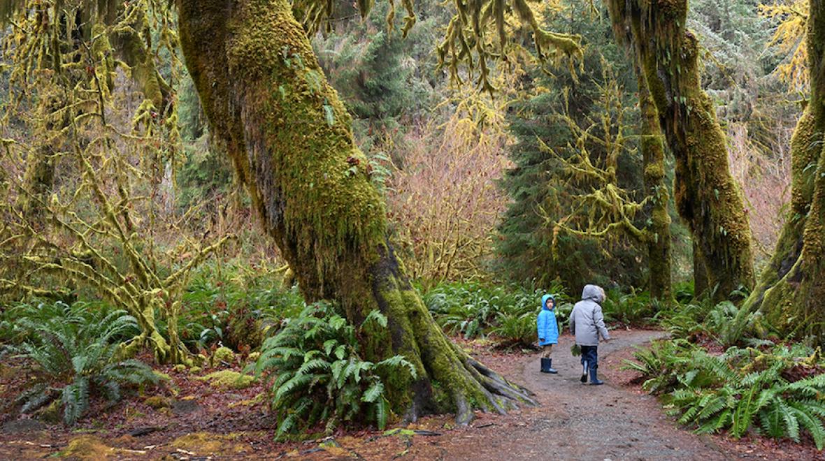 kids on a path in the hoh rain forest