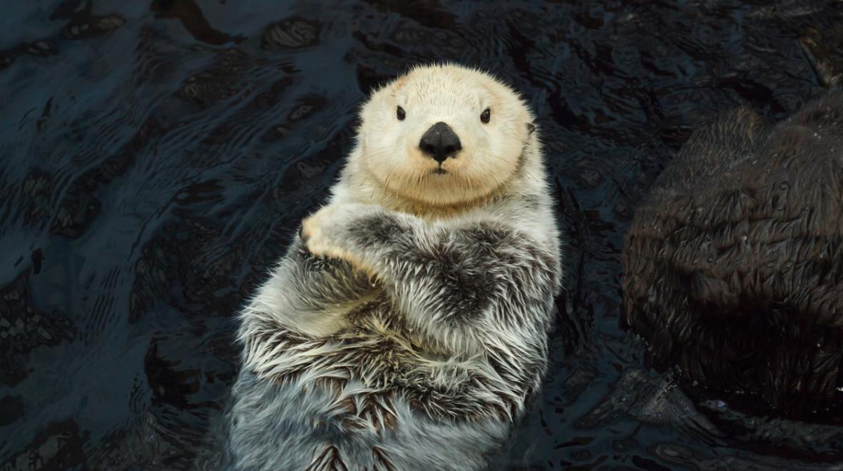 Cute sea otter with arms crossed floating on back Seattle Aquarium reopens to local families February 2021