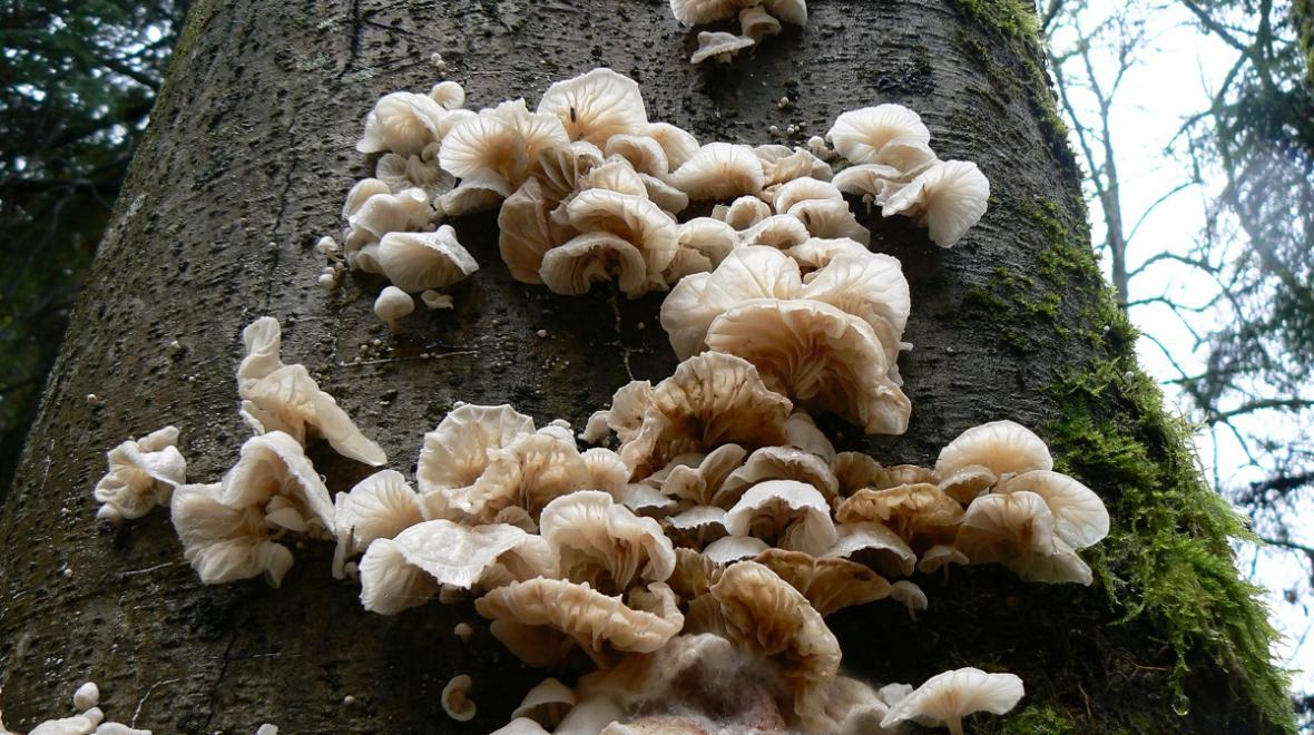 Close-up view of fungi growing on the side of a tree at Saltwater State Park near Des Moines, Washington best weather watching places near Seattle
