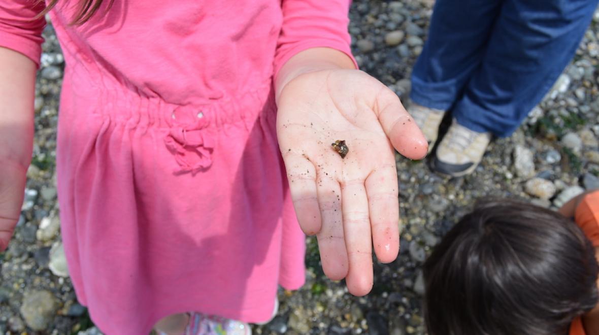 kid holding a beach bug at carkeek park