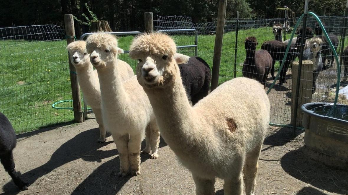 Curious white alpacas at Paca Pride Guest Ranch in Granite Falls, Washington, farm stays for Seattle families
