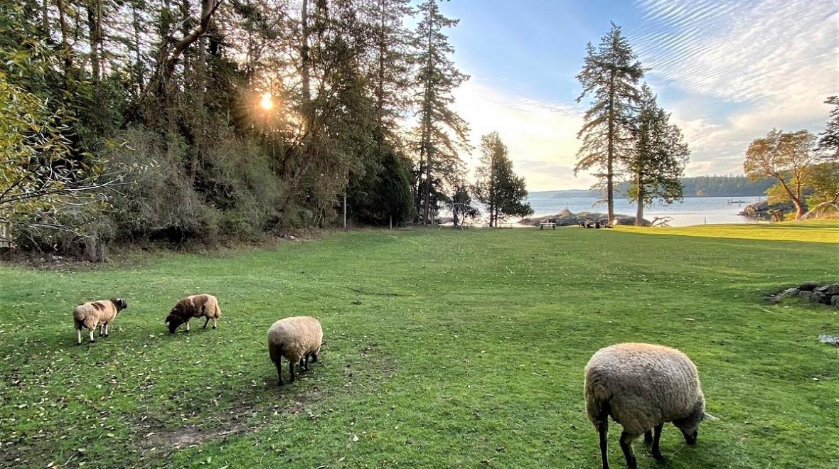 View of sheep grazing in a grassy field at Pebble Cove Farm on Orcas Island in Washington's San Juan Islands; Pebble Cove hosts families for farm stays