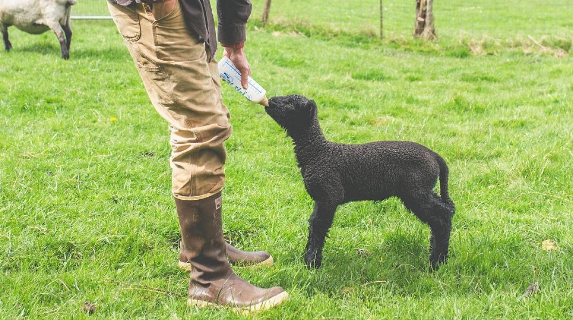 White Lotus Farm farmer holds out a bottle to a baby black lamb fantastic farm stays around Washington for Seattle families
